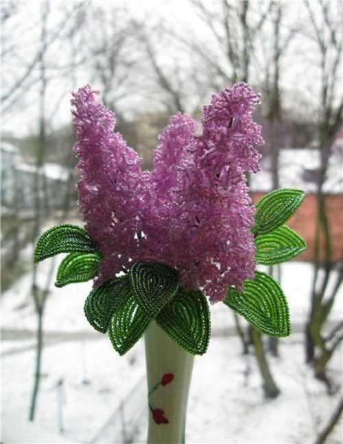 цвет сирени цвет сирени