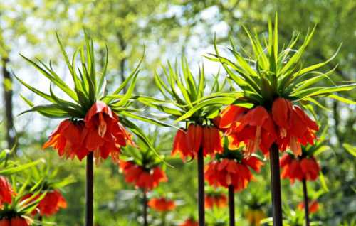 выращивание хризантем в теплице: бизнес на продаже цветов